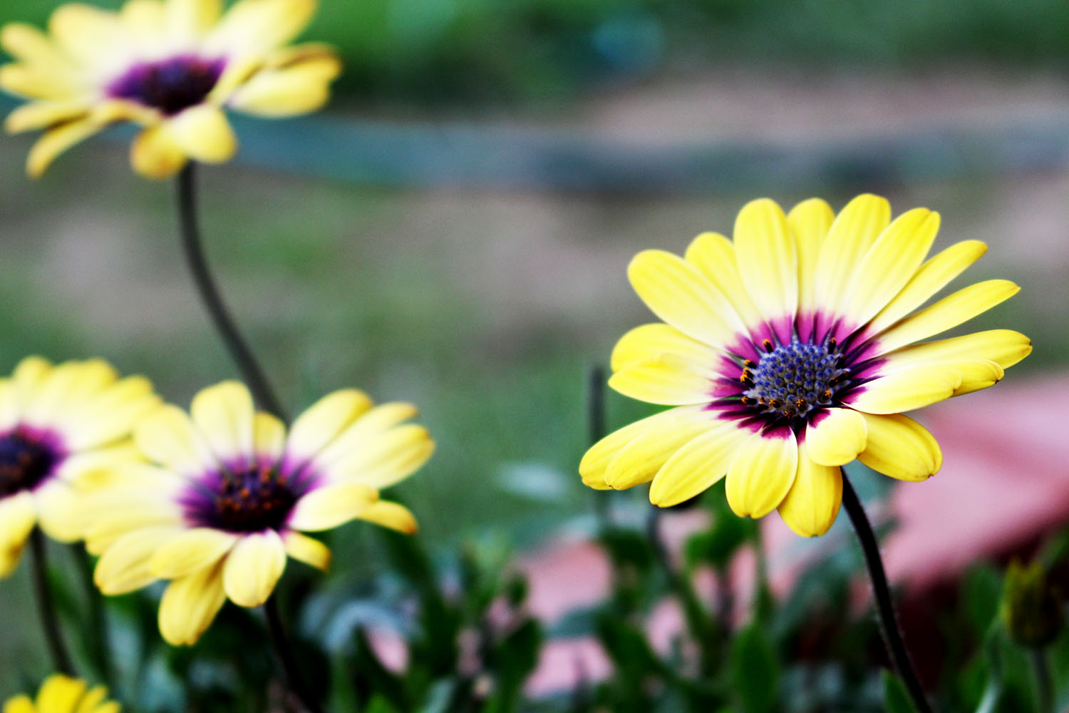 Do you want to add a flower bed to a boring piece of lawn? This is the post for you. Learn how to plan out and plant a new garden in just 3 hours.